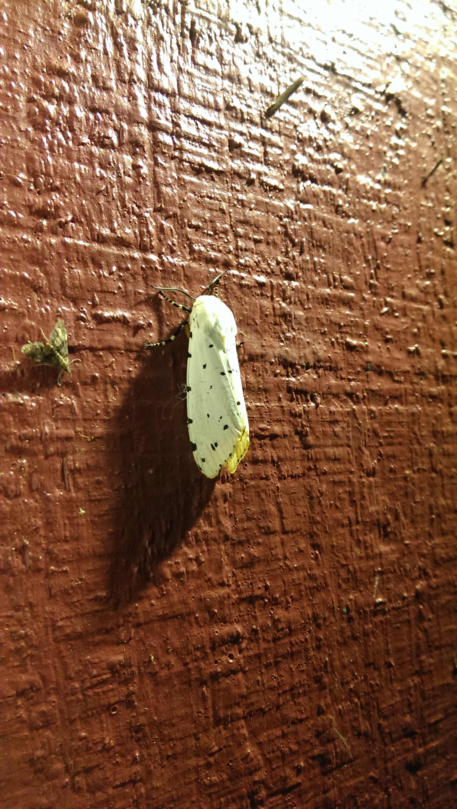 Florida moth